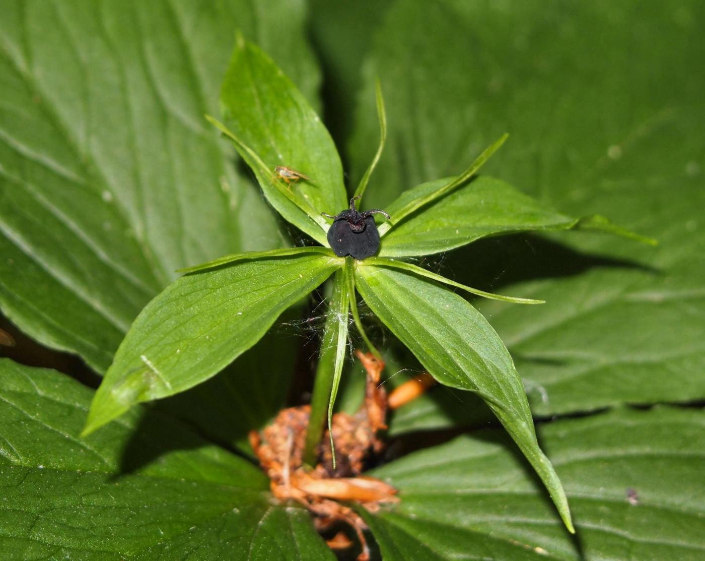 Herb Paris, True Love-knot flower